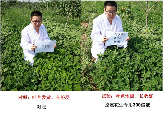 “控瘋”花生專用產(chǎn)品的試驗(yàn)報告(圖1)