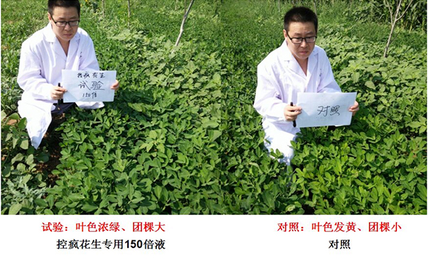 “控瘋”花生專用產(chǎn)品的試驗(yàn)報告(圖2)