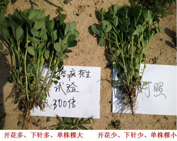 “控瘋”花生專用產(chǎn)品的試驗(yàn)報告(圖3)