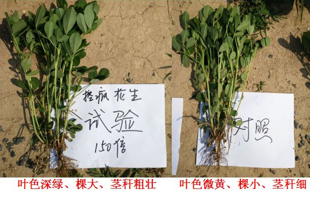 “控瘋”花生專用產(chǎn)品的試驗(yàn)報告(圖4)