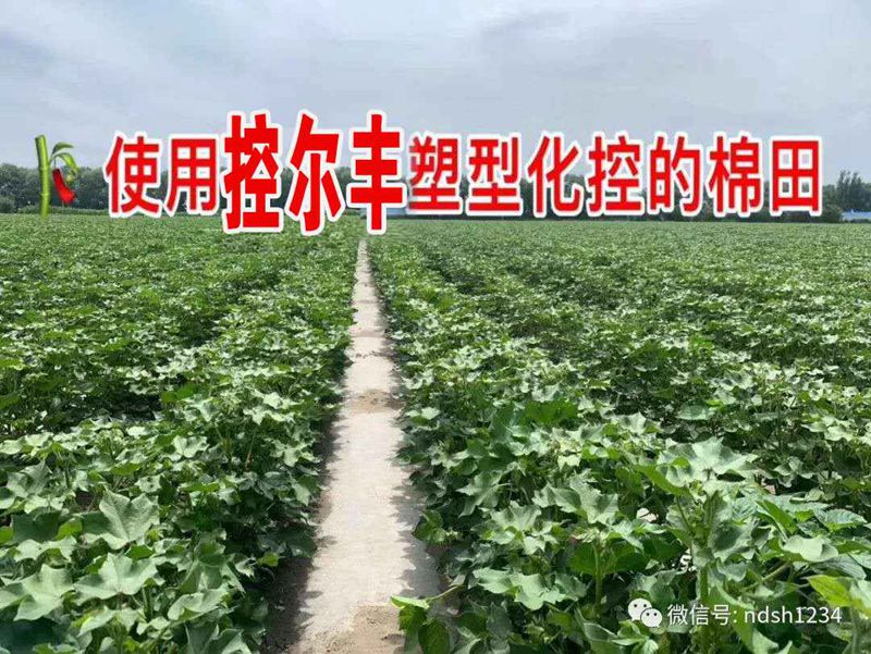 棉花用了控爾豐，控旺增產(chǎn)真輕松(圖5)