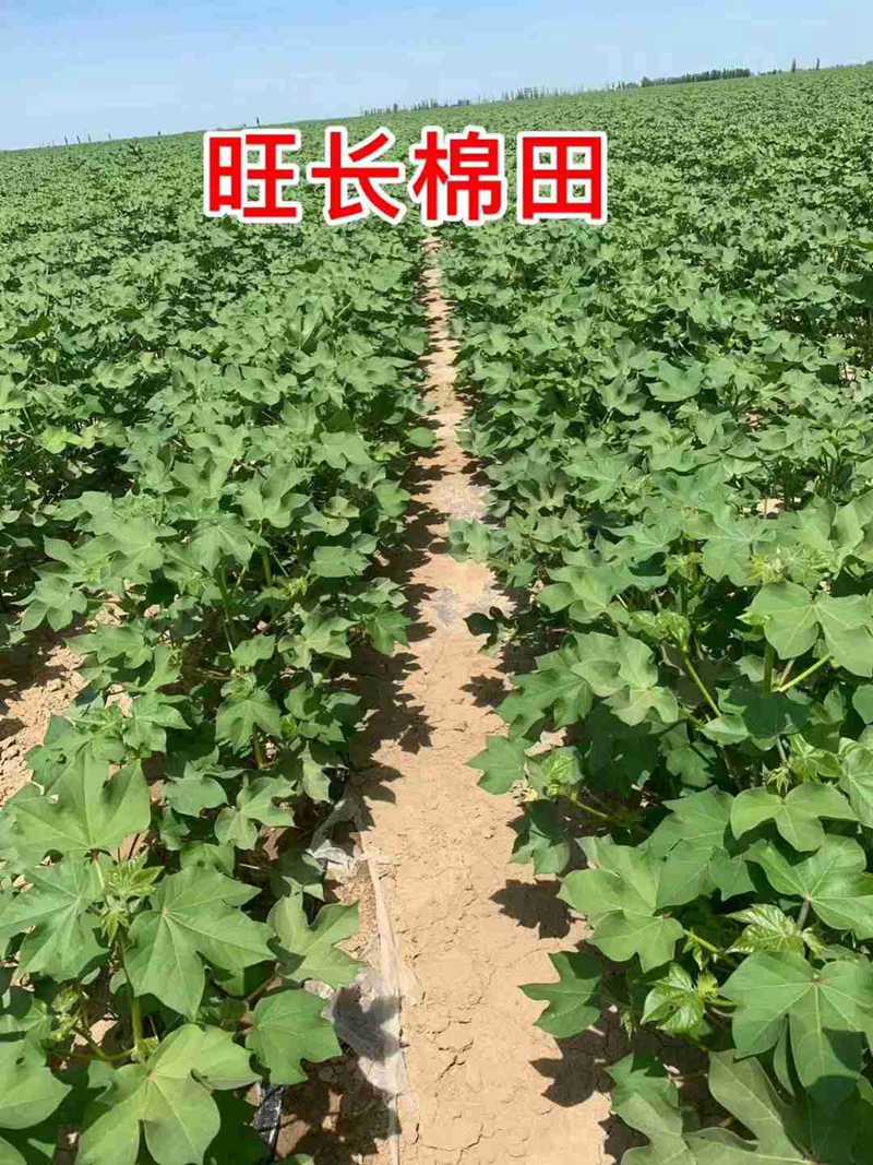 棉花用了控爾豐，控旺增產(chǎn)真輕松(圖6)