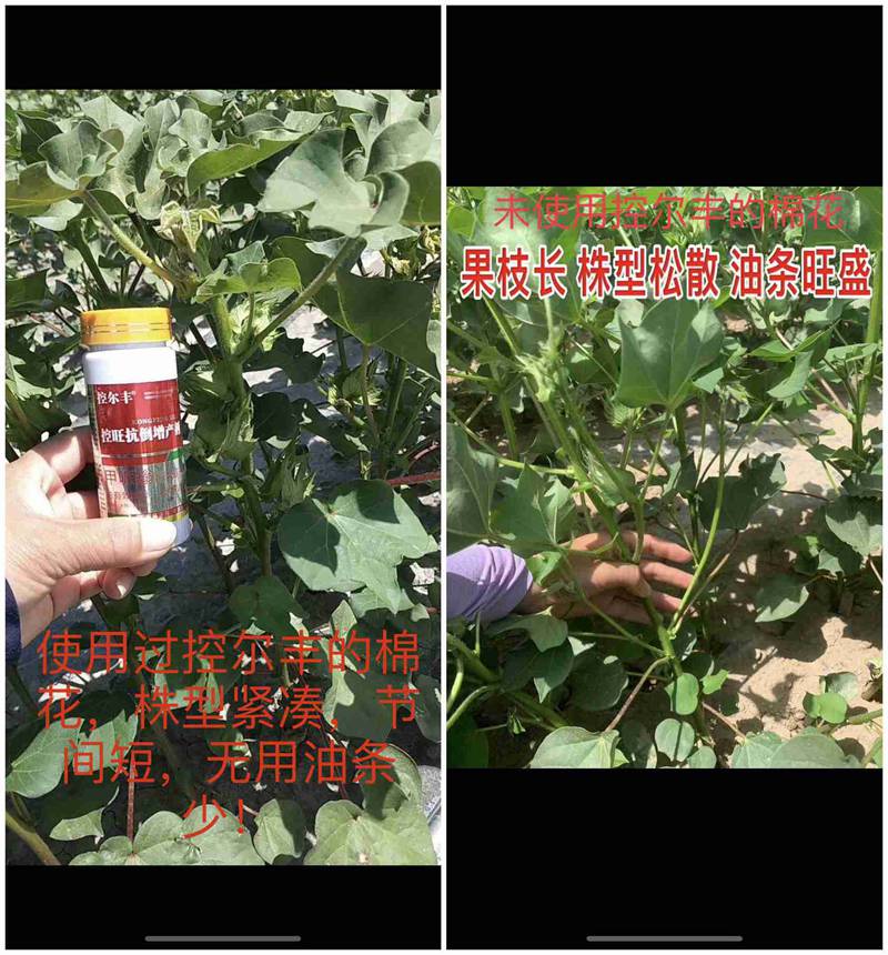 棉花用了控爾豐，控旺增產(chǎn)真輕松(圖7)