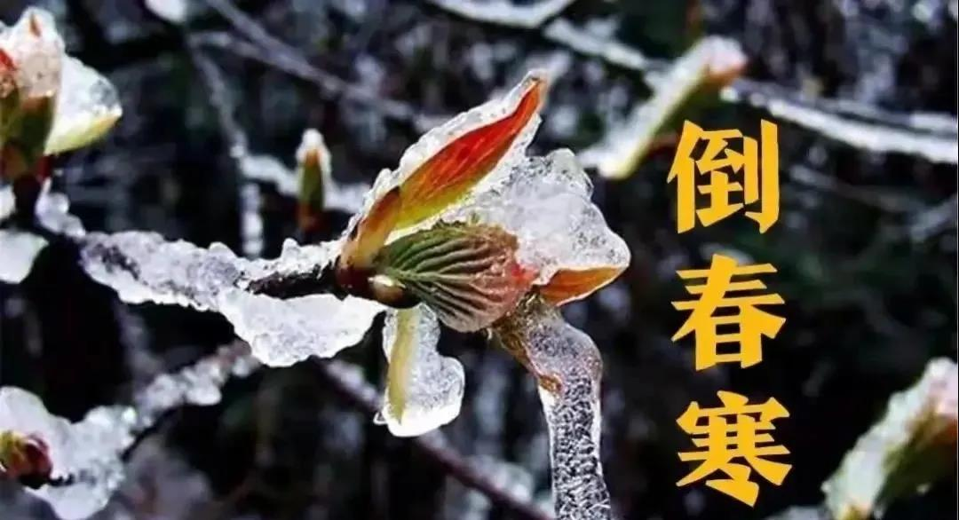 預防倒春寒，植物生長調節(jié)劑有大用！(圖1)