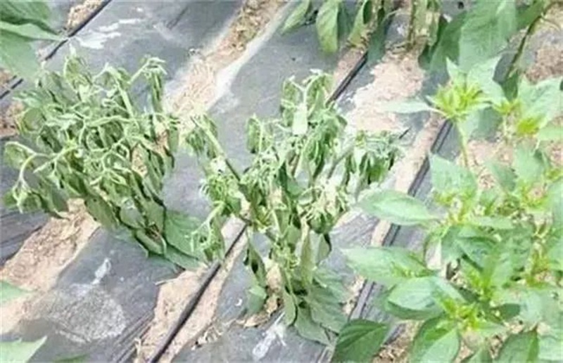 蔬菜死棵一年比一年重，到底能不能重茬？(圖1)