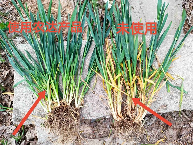 深入田間，探究效果---卑詩(shī)?壯在小麥上的效果回訪(圖2)