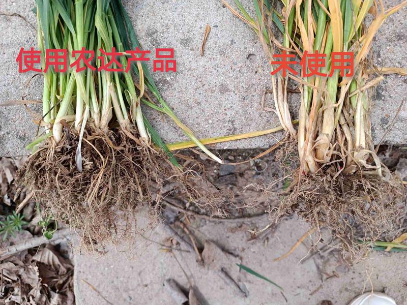 深入田間，探究效果---卑詩(shī)?壯在小麥上的效果回訪(圖3)