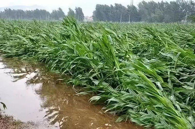 暴雨過后，應(yīng)做好這些事！(圖2)