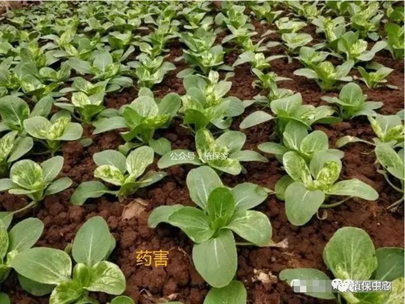 農藥成分和含量一模一樣,為啥效果差別那么大?(圖4) 農藥成分和含量一模一樣,為啥效果差別那么大?(圖4)