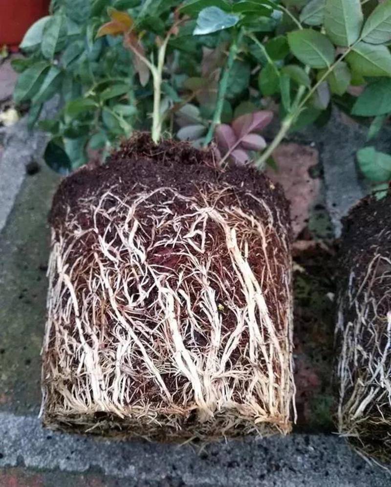 根是植物的命，抓住這幾點(diǎn)，根系粗壯、四通發(fā)達(dá)(圖1)